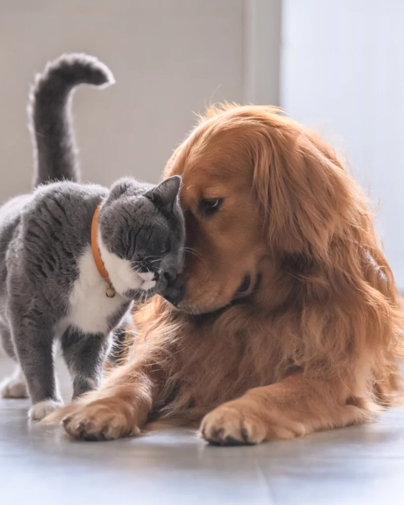 Pets are family, and when it comes to divorce, they can be the most paws-itively difficult part to figure out. ๐พ๐